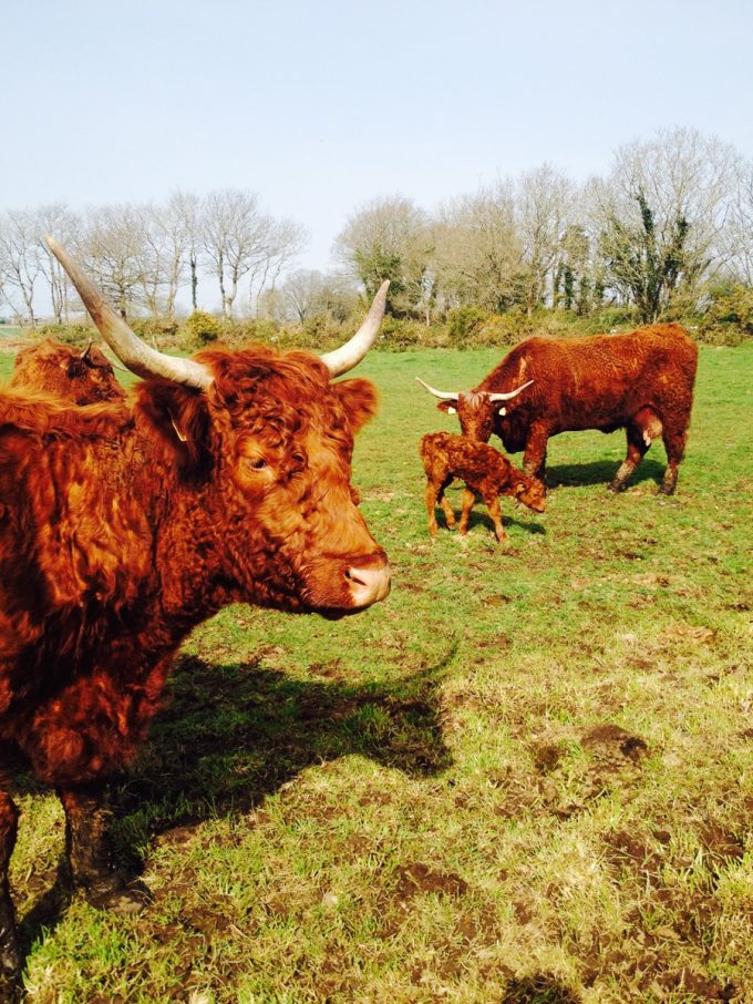 Vache Salers