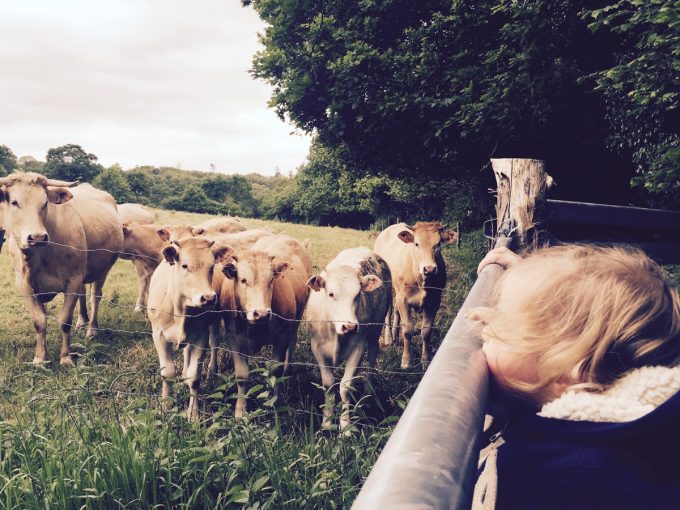 Vache Blonde d'Aquitaine