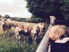 Vache Blonde d'Aquitaine