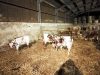 La Ferme de Saint Maudez - veau à l'étable
