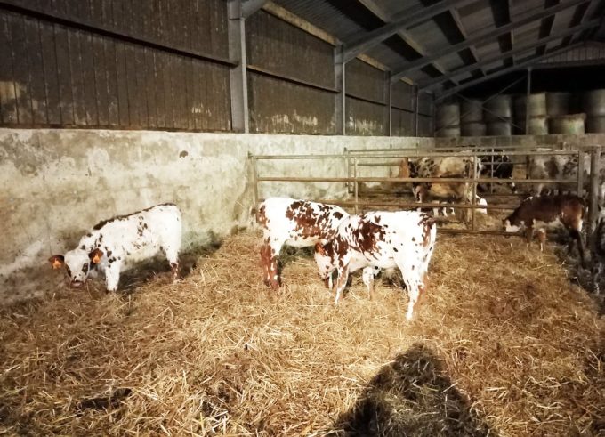 La Ferme de Saint Maudez - veau à l'étable