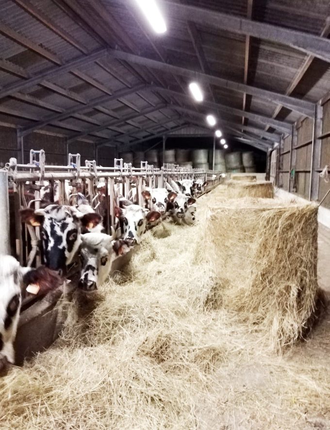 La Ferme de Saint Maudez - vaches nourries au foin