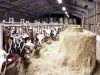 La Ferme de Saint Maudez - vaches nourries au foin