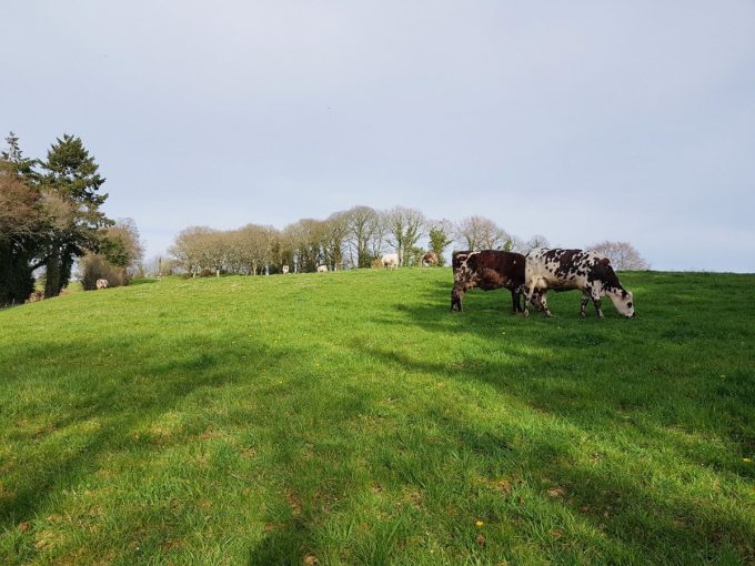 La Ferme de Saint Maudez - vert pâturage