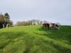 La Ferme de Saint Maudez - vert pâturage