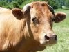 Ferme de Véro - vache limousine