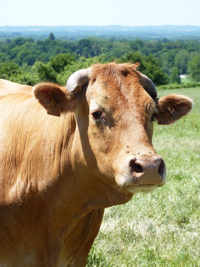 Ferme de Véro - vache limousine
