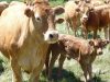 Ferme de Véro - troupeau de limousines