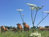 Ferme de Véro - limousines au pâturage