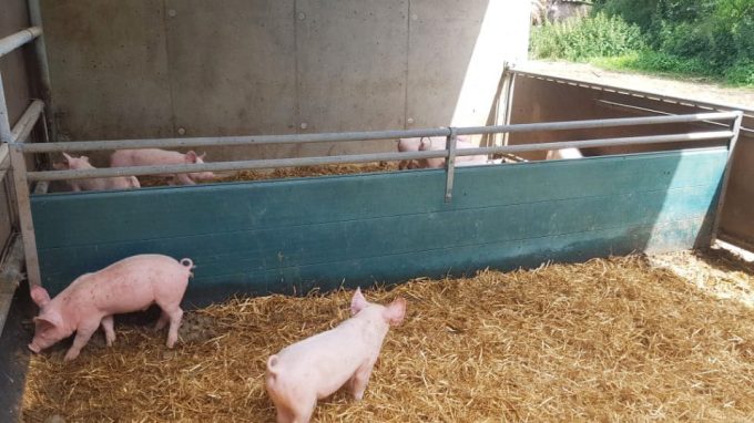Ferme Délices du Pré Vert - porcelets bio