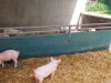 Ferme Délices du Pré Vert - porcelets bio