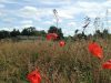 Ferme Délices du Pré Vert - pré aux coquelicots