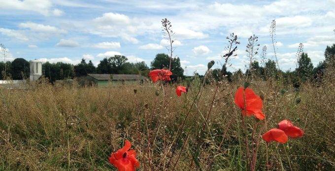 Ferme Délices du Pré Vert - pré aux coquelicots