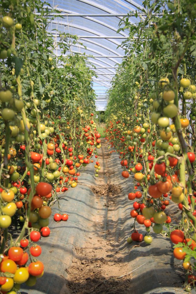 Des légumes de variétés anciennes