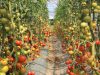 Des légumes de variétés anciennes
