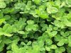 De l'herbe pour nourrir les vaches