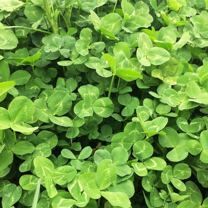 De l'herbe pour nourrir les vaches