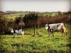 Ferme du Colombier - Nos Vaches au pré