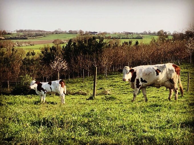Ferme du Colombier - Nos Vaches au pré