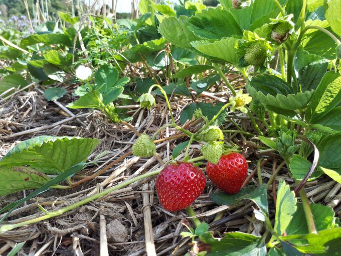 Nos fraises à cueillir