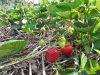 Nos fraises à cueillir