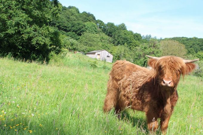 Notre vache au milieu des champs