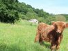 Notre vache au milieu des champs