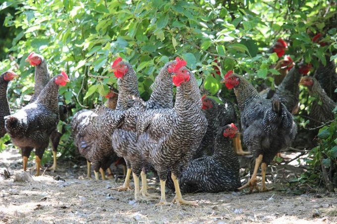 Nos poules 