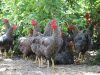 Nos poules 