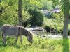 Le bien-être des animaux