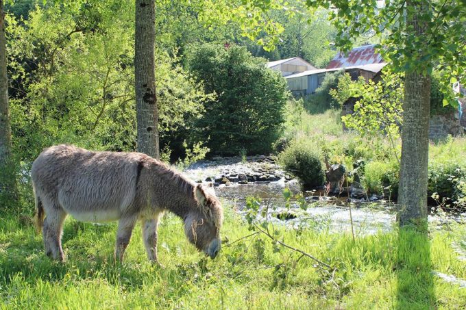 Le bien-être des animaux