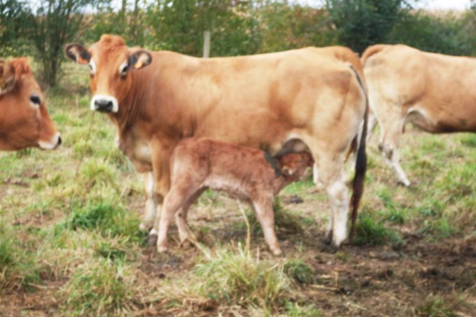 Lis ar Parkou - vache et veau