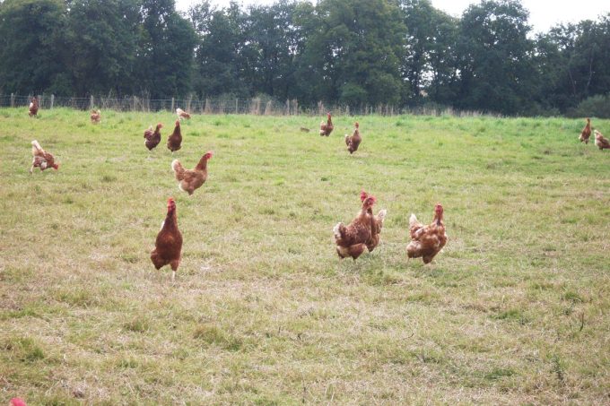 Lis ar Parkou - poules pondeuses en plein air