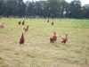 Lis ar Parkou - poules pondeuses en plein air
