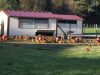 Cabane