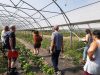 La Ferme des Ecrannes - visite sous serre