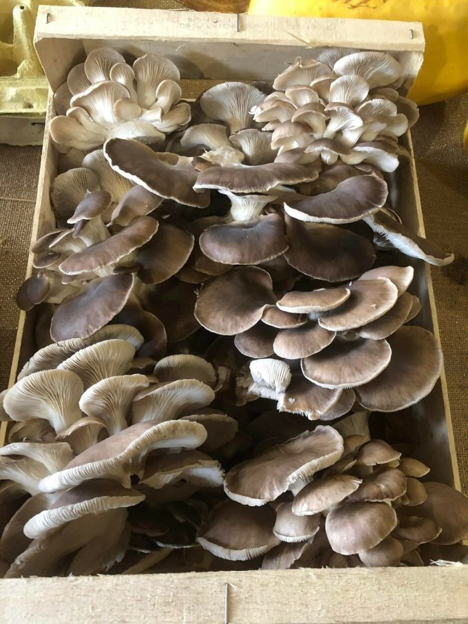 La Ferme des Ecrannes - champignons bio