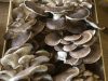 La Ferme des Ecrannes - champignons bio