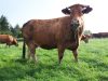 Vache Limousine