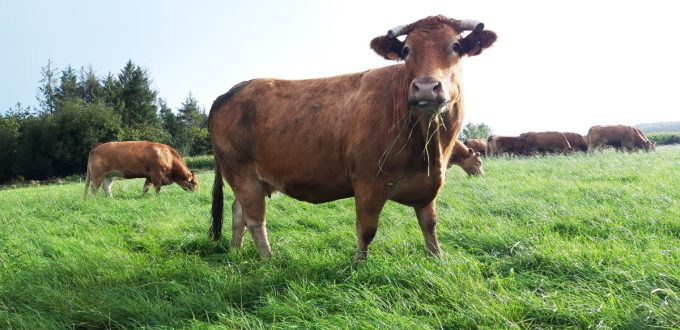 Vache Limousine
