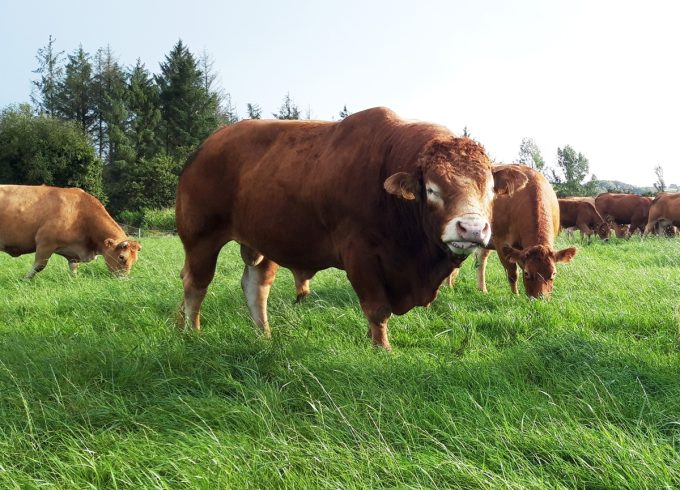 Taureau Limousin