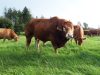 Taureau Limousin