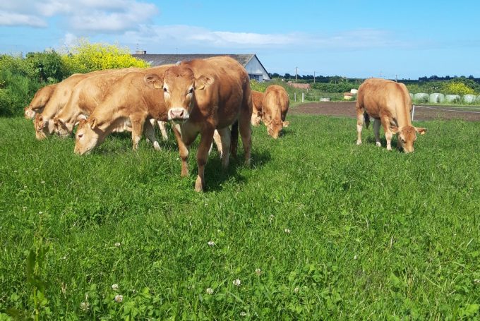 Vaches Limousines