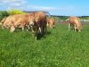 Vaches Limousines