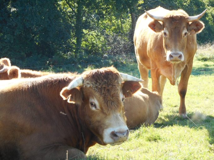 La Ferme du Favet