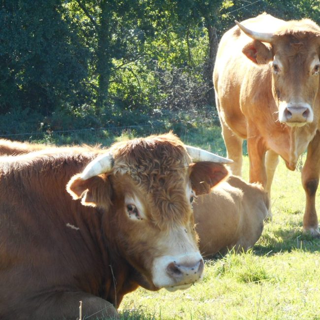 La Ferme du Favet