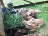 Lapins de la ferme du Favet