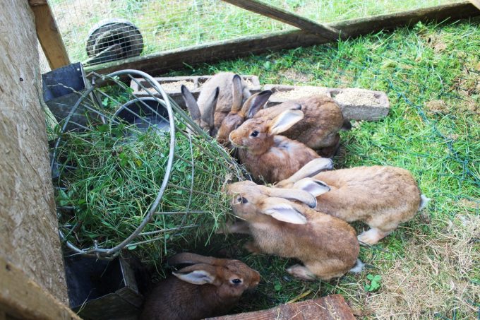 Lapins de la ferme du Favet