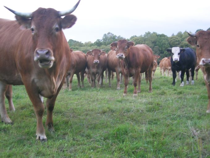 Troupeau de vaches de race Limousine