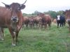 Troupeau de vaches de race Limousine